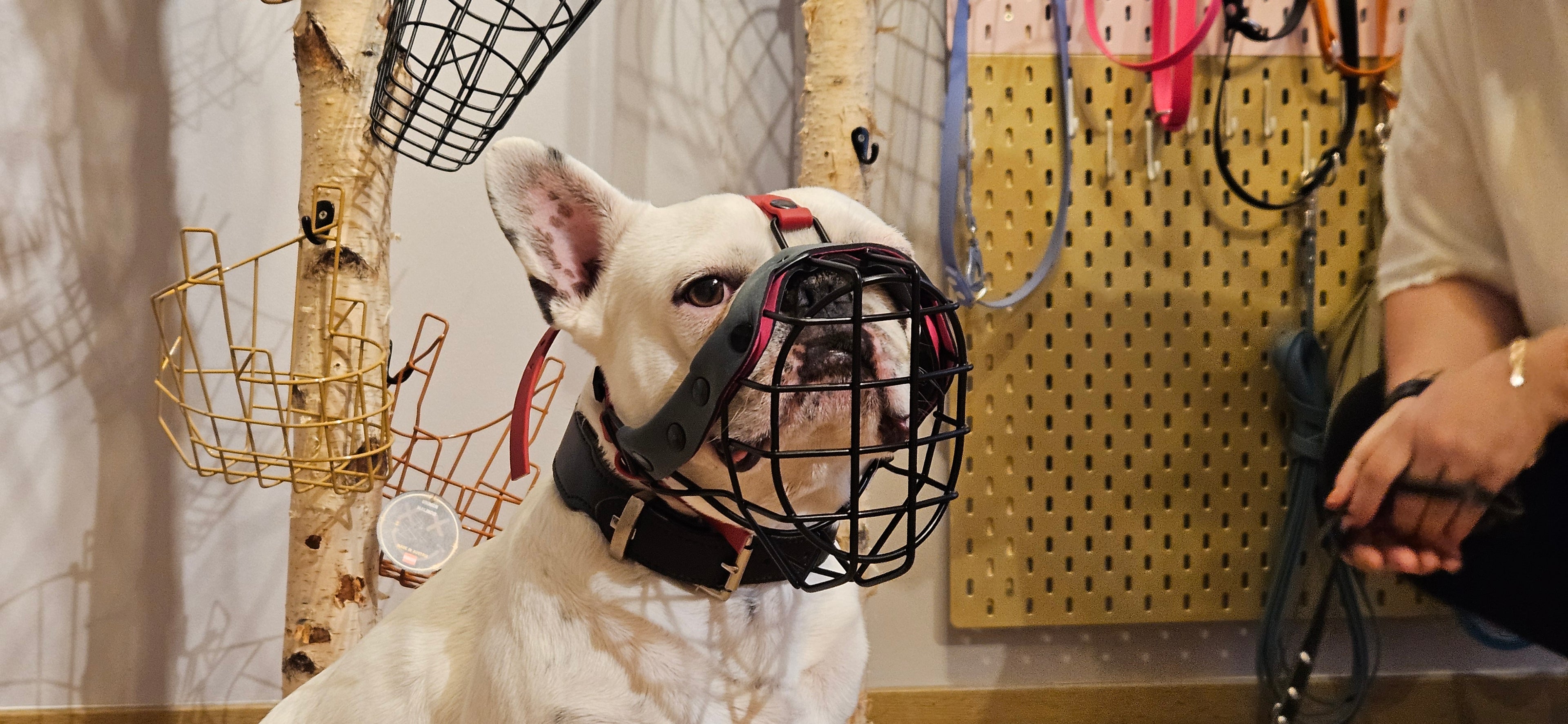 MKA Franz M - Rohling