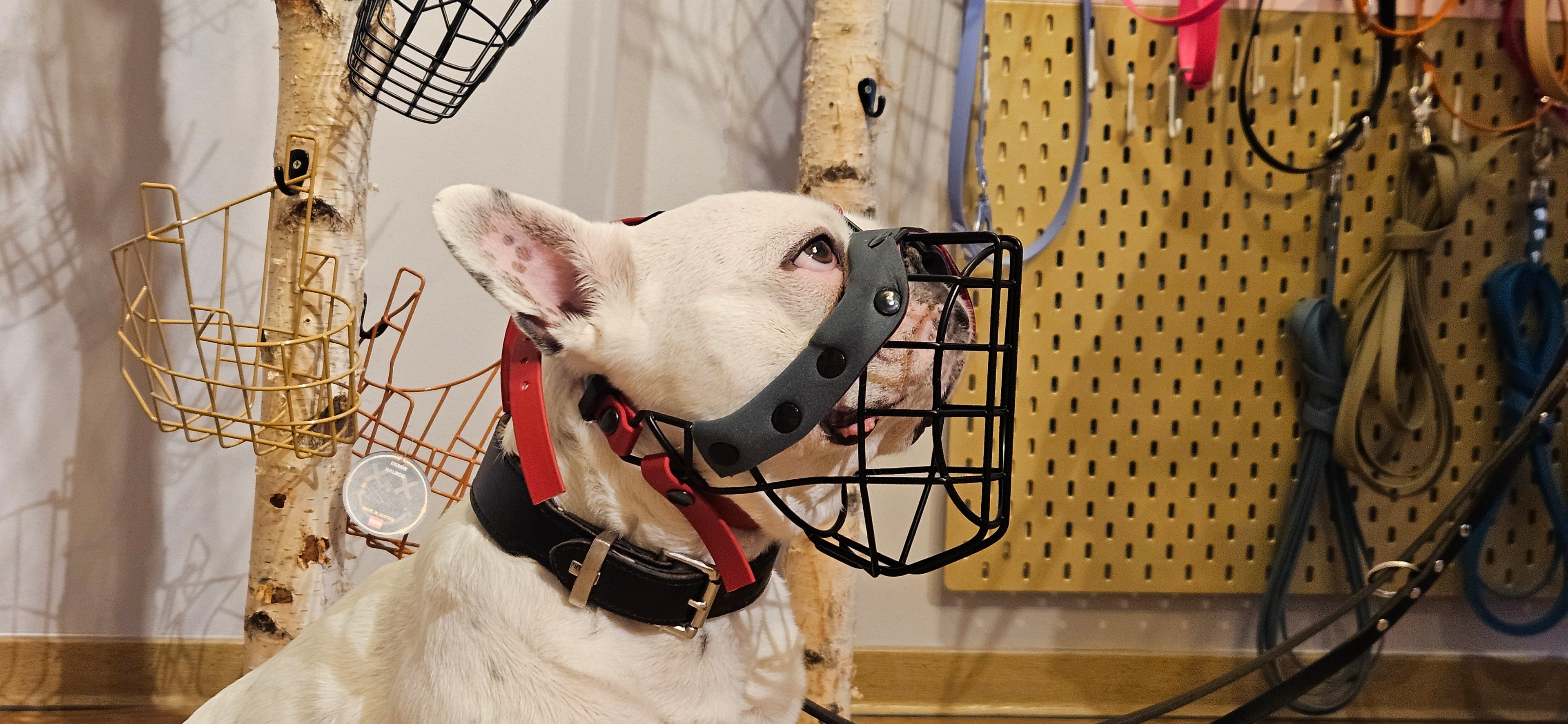 MKA Franz M - Rohling