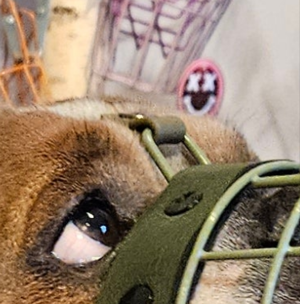 Augenausschnitt u./o. Stirnriemen Halterung - Rohling 