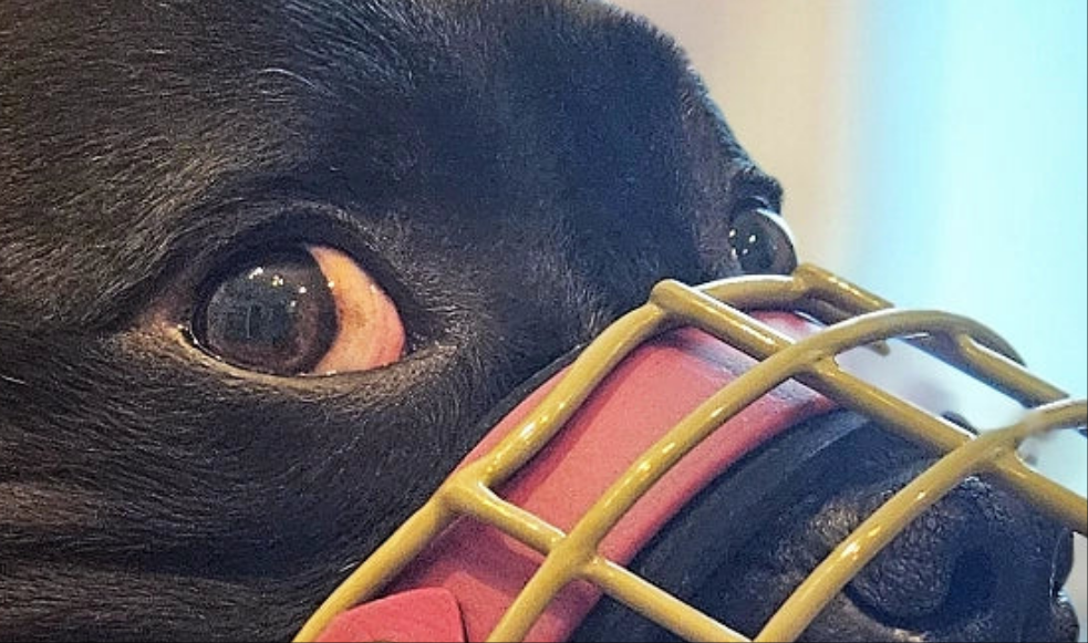 Augenausschnitt u./o. Stirnriemen Halterung - Rohling 