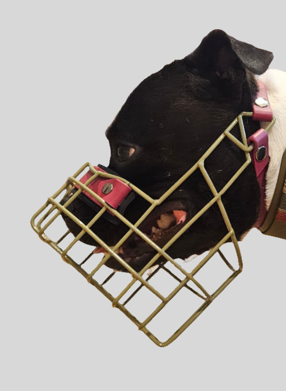 Augenausschnitt u./o. Stirnriemen Halterung - Rohling 